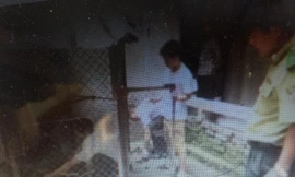 Lực lượng chức năng giải cứu con vượn trong nhà trùm ma túy Triệu Ký Voòng *ảnh: DC