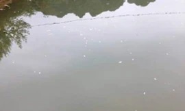 Lạng Sơn: Bắt quả tang 3 công nhân thả hóa chất độc xuống suối 