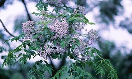 Thuốc hay từ cây xoan, cây tre