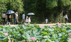 Hương sen làng Sen