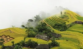 Ngất ngây áng mây bay trên những thửa ruộng bậc thang chín vàng ở Hà Giang