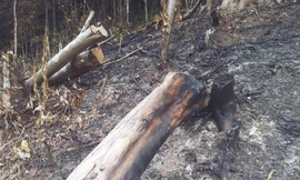 Phá rừng nguyên sinh để đốt than