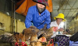 Thực phẩm bẩn nâng tầm thủ đoạn