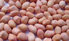 Bé tám tháng tử vong do sặc hạt lạc