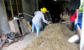 Săn 'thần dược' cà gai leo