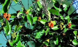 Ba kích là vị thuốc hỗ trợ và cải thiện hoạt động sinh dục cho nam giới.