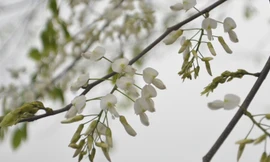 Hà Nội mùa hoa sưa