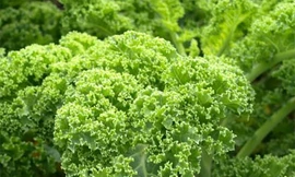 Ăn để giảm nhức mỏi mắt trong ngày hè