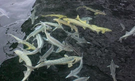  Trứng cá tầm ngàn đô được sản xuất như thế nào? 