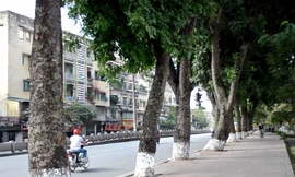 Người Hà Nội tiếc nuối hàng cổ thụ ven hồ Thủ Lệ