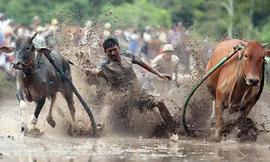 Lễ hội Đua bò Bảy Núi vô cùng náo nhiệt và hấp dẫn ở An Giang (Ảnh: An ninh thủ đô)