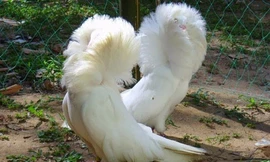 Loài chim có bộ lông như sư tử