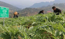 Vùng trồng Actiso của Traphaco tại SaPa dùng để sản xuất thuốc bổ gan Boganic.