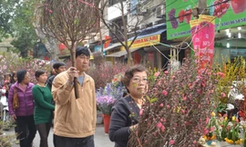 Chợ hoa Hàng Lược giữa phố cổ Hà Nội