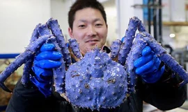  Cua hoàng đế có màu tím xanh. Ảnh: Japan Today.