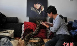 Bạch Thác sống chung nhà với trăn, rắn.