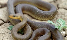 Một con rắn Aesculapian. (Nguồn: Getty)