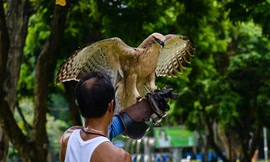 CẬN CẢNH Đại bàng tung cánh trên bầu trời Hà thành
