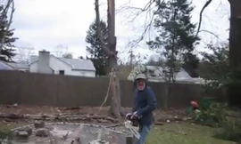 Cây đổ bị cưa đứt nửa thân bất ngờ bật dậy