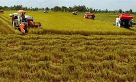 Nông dân được hỗ trợ lãi suất 0% đến hết vụ khi mua vật tư nông nghiệp trong chuỗi liên kết “Cánh đồng lớn”.