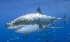 Phao cứu hộ thông minh cảnh báo cá mập tấn công