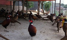 Trang trại của anh Thắng hiện rộng khoảng 2.000m2 với 1.000 con chim trĩ đỏ. 