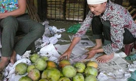 Nhập nhèm xoài, măng cụt Trung Quốc