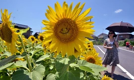 Hoa hướng dương hình mặt cười ở Nhật Bản