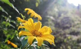 Chẳng phải đi xa để ngắm hoa dã quỳ