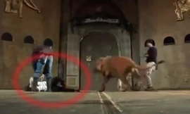 Cô gái suýt chết vì sư tử vồ trong rạp xiếc