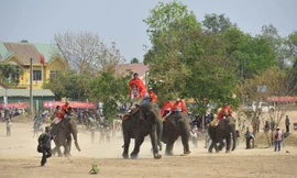 Voi chạy tốc độ.
