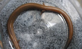 Bắt được rắn... 4 chân ở An Giang