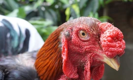 Cân nặng trung bình của một con gà Hồ khoảng 5 - 6 kg và có thể được định giá lên tới 3 triệu đồng nếu bán theo dạng gà thịt với mức 500.000 đồng/kg. Ảnh: Diệp Sa