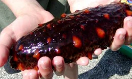 Hải sâm bổ thận ích tinh.