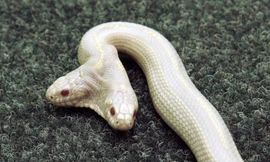 Kinh hãi với những 'quái vật' hai đầu trên thế giới