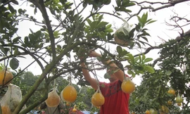 Chán quất, chi bạc triệu mua cả cây bưởi chơi Tết