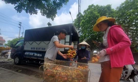 Xe vận chuyển vải thiều đi tiêu thụ sẽ không bị dừng kiểm tra