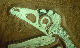 Tìm thấy hóa thạch khủng long lông vũ ăn thịt