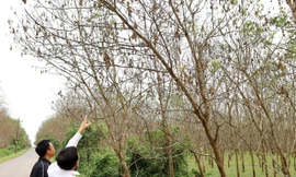 Hàng nghìn hecta cao su ở Quảng Bình đang vào vụ thu hoạch bỗng xuất hiện bệnh ‘lạ’ 