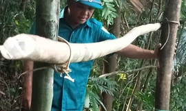 Ngủ qua đêm trong rừng, người đàn ông tử vong trên võng