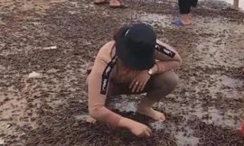 Ốc 'lạ' dạt kín đặc bờ biển Quảng Bình