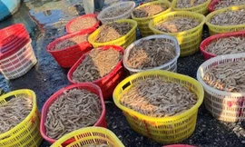 Ngư dân Quảng Bình trúng đậm tôm biển những ngày cuối năm