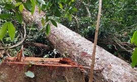 Vào nơi 'lâm tặc' lộng hành như rừng vô chủ