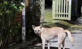 Bị chó cắn, mua thuốc Nam về uống và cái kết thương tâm 