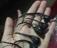 Mật khỉ - một trong những thứ trẻ sơ sinh thường được sản phụ cho uống nhằm phòng ngừa một số bệnh theo dân gian truyền miệng (Ảnh minh họa).