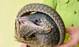 Phát hiện con vật mắc lưới bên đường, hóa ra là động vật quý hiếm trong sách đỏ