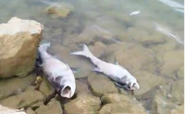 Kết quả xét nghiệm nước vụ cá chết bất thường ở hồ thủy lợi lớn nhất Quảng Bình