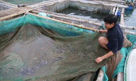 Cá nuôi lồng chết hàng loạt sau khi xuất hiện váng đen ‘lạ’ trên mặt nước 