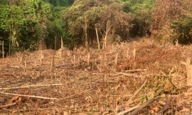 Quảng Bình: Chính quyền xã 'ngó lơ', mặc dân phá rừng tự nhiên để trồng keo 