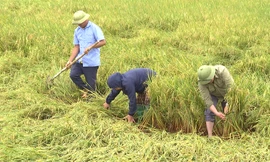 Chủ tịch UBND tỉnh Quảng Bình xuống đồng chỉ đạo khắc phục diện tích lúa đổ ngã do mưa lớn 